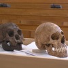 アレクサンダー・ベレジン💀「ホビット」の絶滅は 1 万 5000 年の干ばつと関連がある可能性