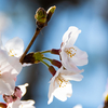 コロナ騒ぎの中で上野で桜を撮ってきた奴がコイツでございます。