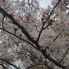 令和八年最後の花見