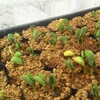 枝豆の発芽とキュウリの本葉展開