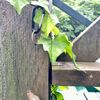 ナガコガネグモ観察記・その６