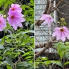 皇帝ダリア 　瑞泉寺まで紅葉/黃葉探しに出かけた際，いくつかの花にも出会いました．その中で，最も目立っていたのが皇帝ダリア．茎が木質化して大きくなる種で，英語ではTree Dahlia．日が短くならないと花芽ができないので，開花期が遅く11月下旬から咲き出します．球根の株分けで増やすことができますが，挿し木も可能．　穴ほりてダリヤを秘めぬ土ふかく生きて孤ならず激しきものは　馬場あき子