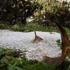 tochikoな里帰り　初雪のあと　