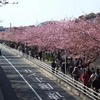 実家帰省時に河津桜を愛でてきました