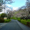 また桜求めて…菊池公園〔ニコンD60〕