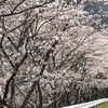 桜が満開　　学校あるある（教室スケッチ）177