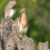 タイ・バンプーの野鳥 その１（２０１４　０１２５）