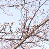 待ちに待った開花！！輝き始める桜