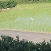やって来た