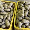 🥔ジャガイモの収穫後、品種ごとに保存