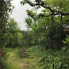 枝剪つて空広ごるや梅雨の庭（あ）