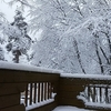 雪の花が満開に・・・