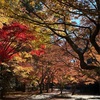 紅葉谷