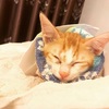 猫が足を怪我したので、ホーチミンで手術をした