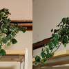 観葉植物　FAKE or REAL？