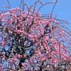 2012年３月11日の花