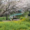 2025.4 二宮吾妻山　〜 さくら花見 〜