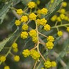 2025年3月の花と葉　ユリオプスデージー、ビデンス、クリスマスローズなど