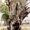 【那珂市】額田神社（鹿嶋八幡神社）の山桜・・