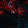 雨の横蔵寺