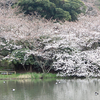 2019.3.30の三渓園の桜