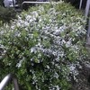 雪柳