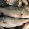 タイで人気の魚「プラー・ガポン（ปลากะพง）」- その魅力と料理法