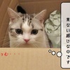 猫の道具 ～大きめダンボール箱～