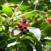 10月の生き物観察会～くわくわ森