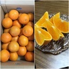 紅まどんな 届く🍊🍊