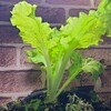 【謎のレタス成長記】玄関の雑草から始まった小さな冒険  