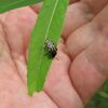 東京都心、春の公園虫散歩（絶滅したはずのヤナギハムシ発見）