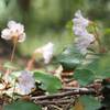 2024年4月20日(土)　[高島]武奈ヶ嶽、もうひとつの「ぶながたけ」は春の花がいっぱい!!