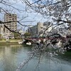 散歩がてら桜見物