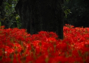 彼岸花｜東村山中央公園
