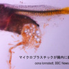 ドイツ・環境・「マイクロプラスチック」