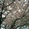 今度は八重桜