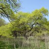 兵庫県）甲山森林公園（広河原）。アオジ、シロハラ。