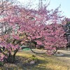大野極楽寺公園　満開の河津桜