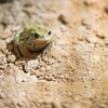 ミヤコヒキガエル Bufo gargarizans miyakonis