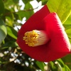 椿でハッと　落花　残って子供を育てていた　Suddenly noticed by the camellia　Fallen flower