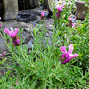 ５月　わが家の花たち