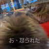 2021.3.5 【看板猫からの猫パンチ！】 Emmaとスイスの仲間達！フレンドリーなEmmaも猫達とは距離感縮められない⁉️　Uno１ワンチャンネル宇野樹より