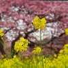 今年は河津で河津桜　～桜見物に出発です～