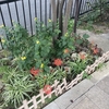 グーグル・レンズで草木の名前を調べる⑤(^▽^)～堀川沿いの遊歩道で見かけた花と昆虫たち