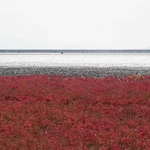 干潟よか公園の「海の紅葉」と海苔養殖