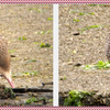 ホウロクシギは野鳥園