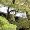 まんぼぅくん、隅田公園の八重桜　その14