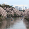 桜散歩　千鳥ヶ淵緑道