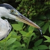 ゴイサギ・コゲラ・メジロ・アオサギがトンボを捕食(大阪城野鳥探鳥20260704 4:35-9:55)